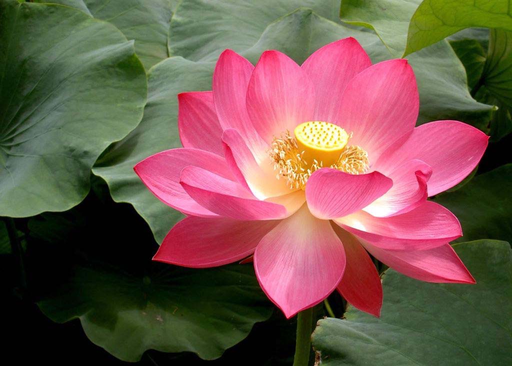 Image for article Falun Dafa ocaliło kobietę z martwicą jelit