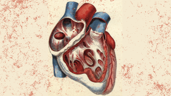Image for article American Journal of Transplantation: Przymusowa grabież organów w Chinach