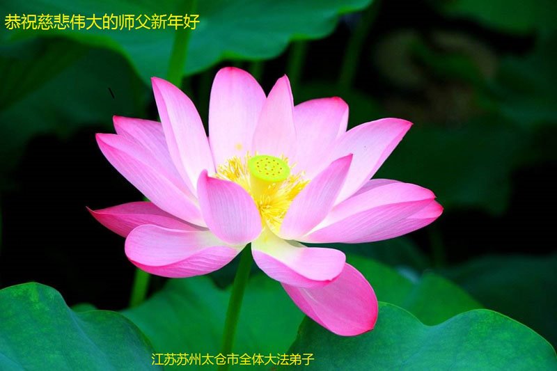 Image for article Uczniowie Dafa w Jiangsu z szacunkiem życzą Mistrzowi szczęśliwego nowego roku! (19 życzeń)