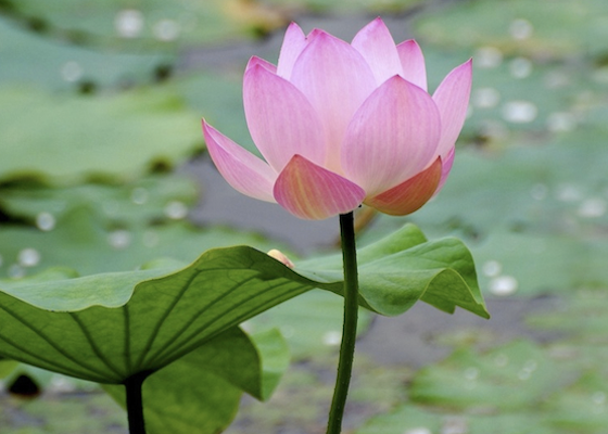 Image for article W końcu zaczęłam praktykować Falun Dafa