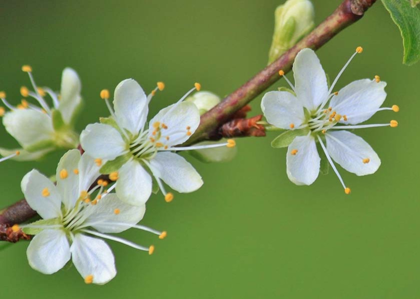 Image for article Falun Dafa rozjaśniło moje życie