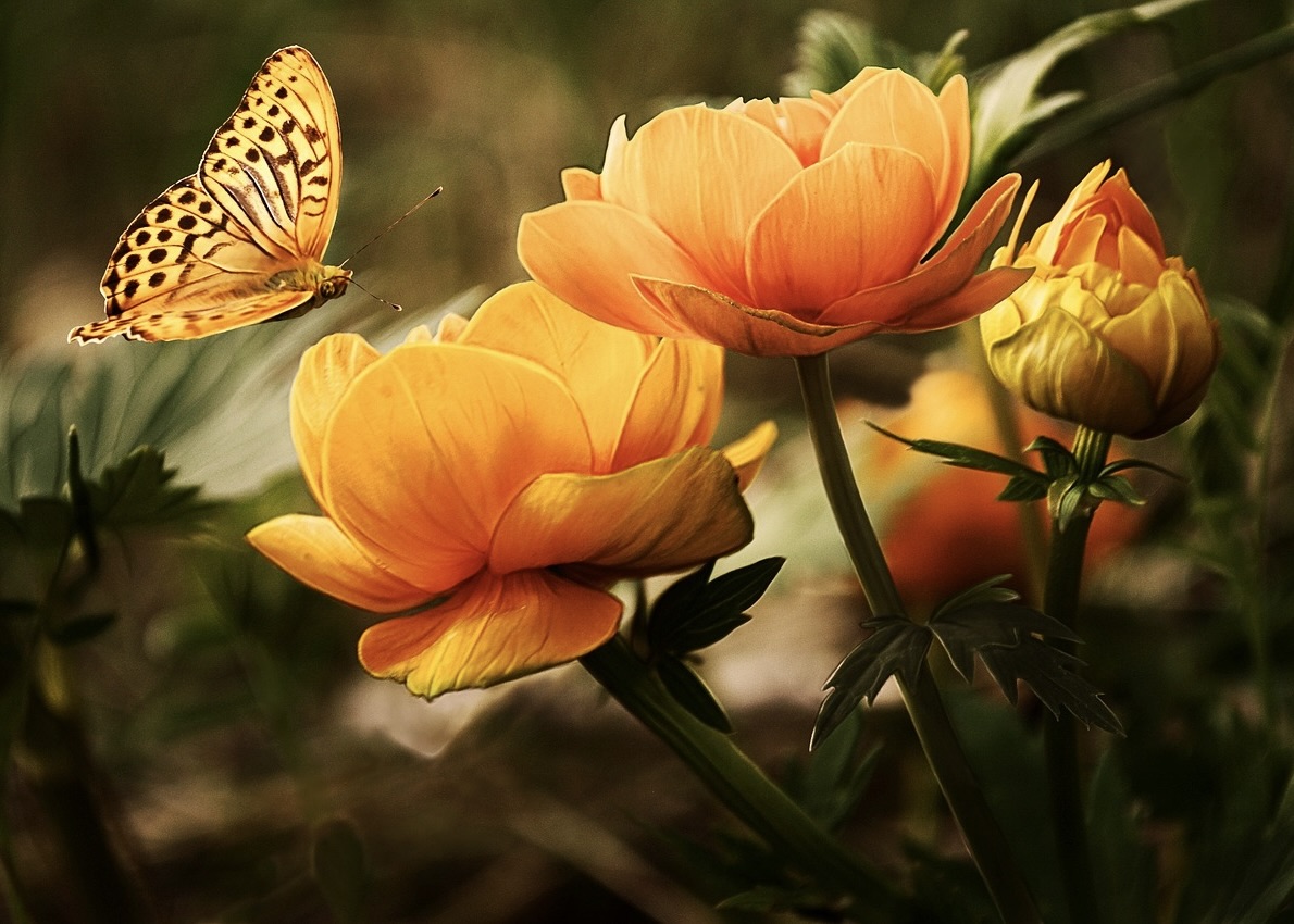 Image for article Jestem wdzięczna za trudy i radości związane z kultywacją