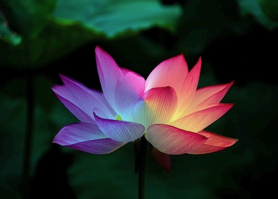 Image for article Wyjaśniam fakty na targu w mieście bez żadnych obaw