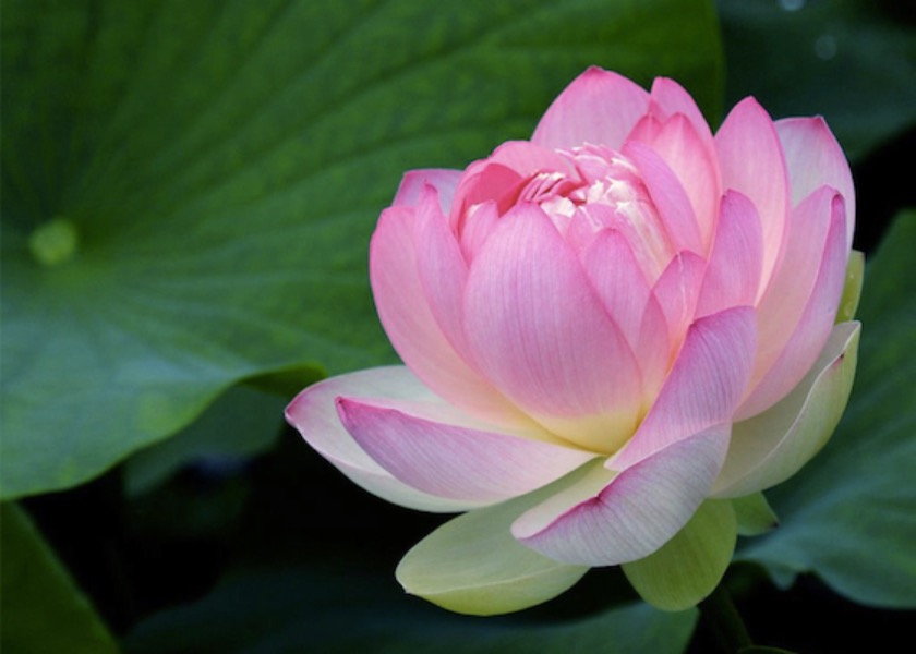 Image for article Cud, który wydarzył się po tym, jak mój brat wypowiedział słowa „Falun Dafa jest dobre”