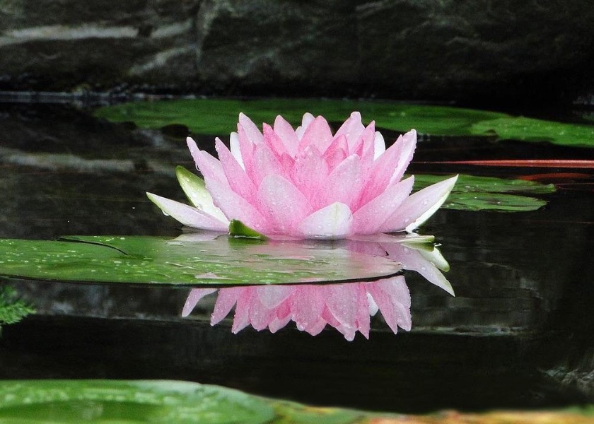 Image for article Pobłogosławieni za wiarę w Falun Dafa w rozpaczliwej sytuacji