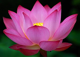 Image for article Wzruszające spotkania przy stoisku Falun Dafa