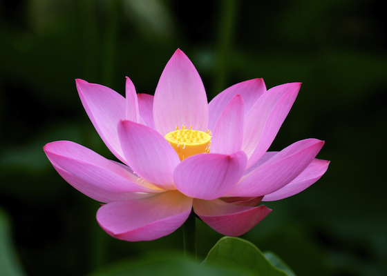 Image for article Potwierdzanie Falun Dafa podczas pracy jako dozorczyni